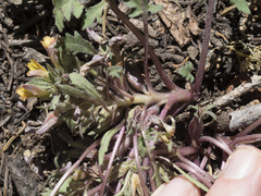 Pedicularis semibarbata