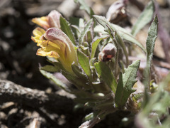 Pedicularis semibarbata