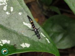 Taenodema