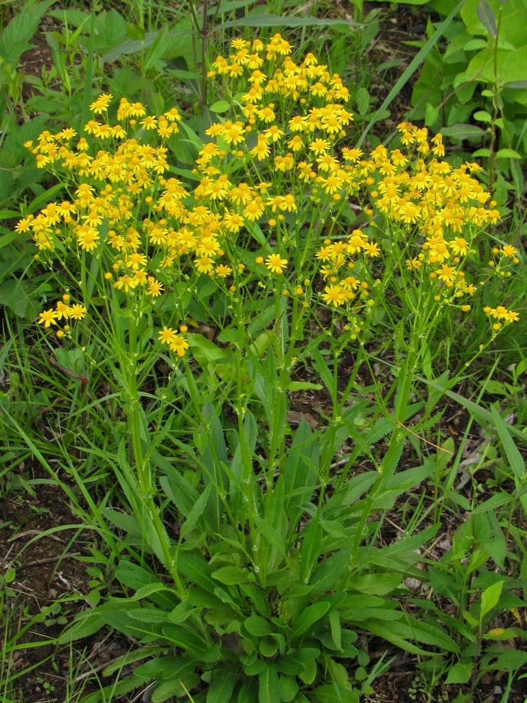 Small's ragwort
