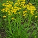 Small's Ragwort - Photo (c) Kevin Metcalf, some rights reserved (CC BY-NC), uploaded by Kevin Metcalf