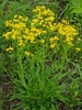 Small's Ragwort - Photo (c) Kevin Metcalf, some rights reserved (CC BY-NC), uploaded by Kevin Metcalf