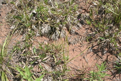 Phemeranthus rugospermus