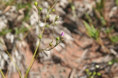 Phemeranthus rugospermus