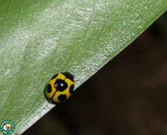 Brachiacantha bruchi