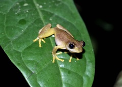 Nigeria Banana Frog photo 4