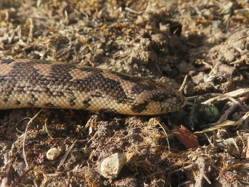 Javelin Sand Boa