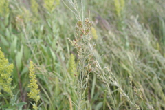 Lespedeza leptostachya