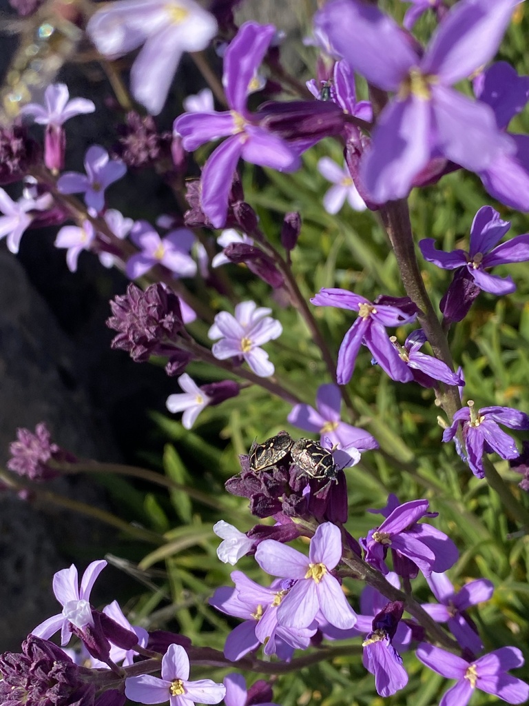 Eurydema lundbaldi