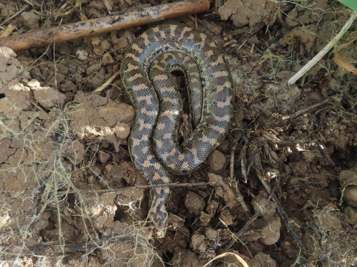 Javelin Sand Boa