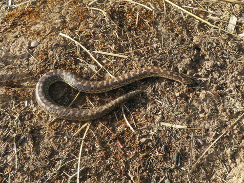 Javelin Sand Boa