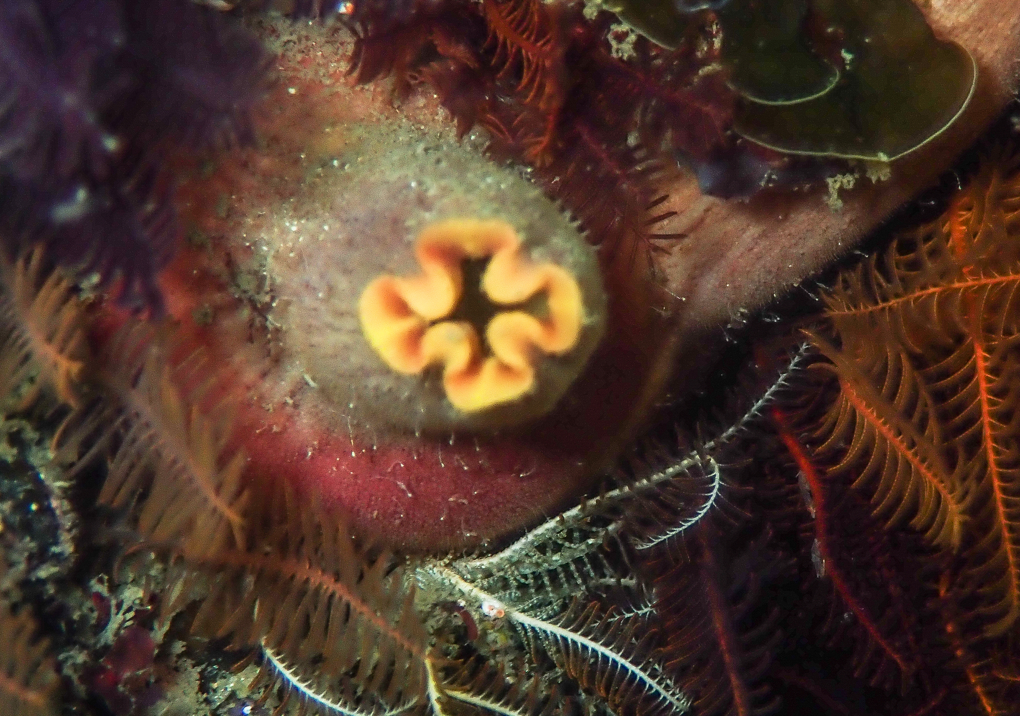 Ascidia incrassata Heller, 1878