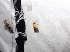 Hemibela oxyptera