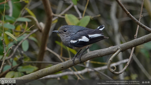 Oriental Magpie-Robin