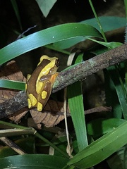 Dendropsophus leucophyllatus
