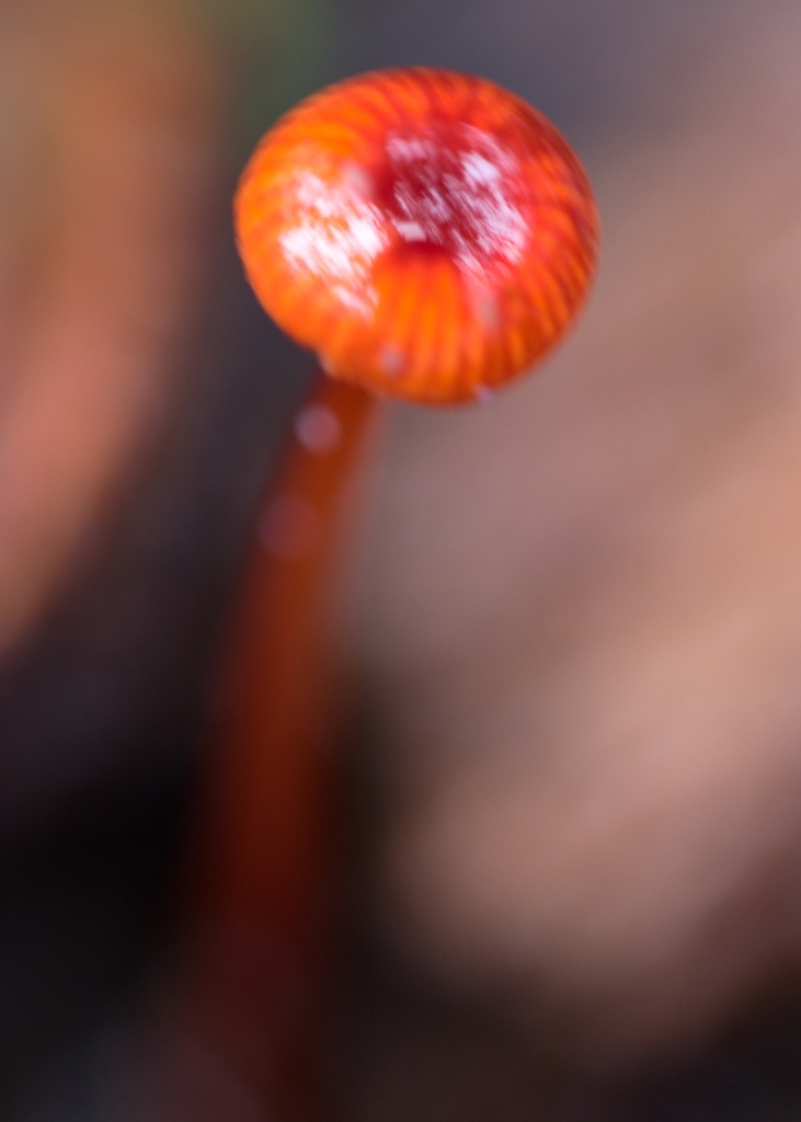 Cruentomycena viscidocruenta · April 2025 · photo: © xanthosia (iNaturalist, cc-by)