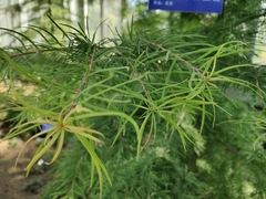 Pseudolarix amabilis