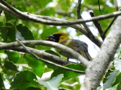 Caryothraustes poliogaster