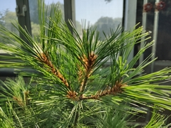 Pinus armandi dabeshanensis