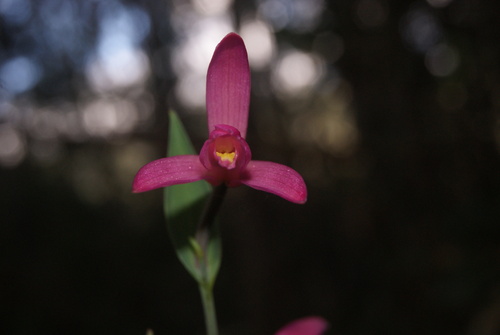 Cleistes moritzii