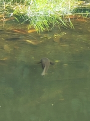 Channa aurolineata