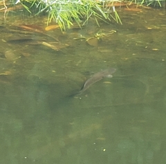 Channa aurolineata