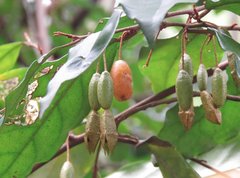 Elaeagnus loureirii