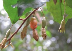 Elaeagnus loureirii