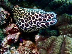 Laced Moray photo 2