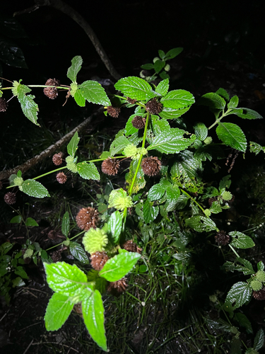 Hyptis capitata observed 2025-04-28