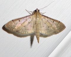 Herpetogramma theseusalis