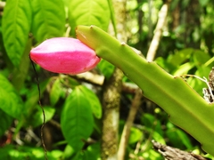 Epiphyllum phyllanthus