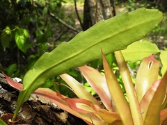 Epiphyllum phyllanthus