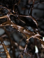 Bryocaulon divergens