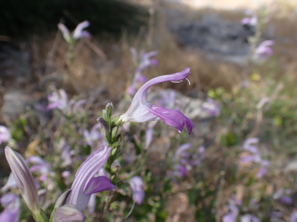 Sphacanthus