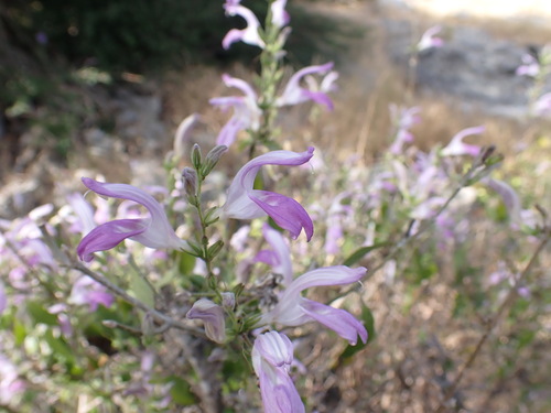 Sphacanthus