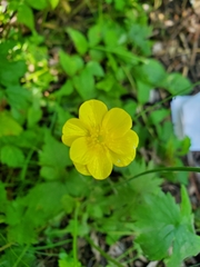 Ranunculus acris acris
