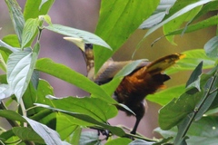 Psarocolius atrovirens