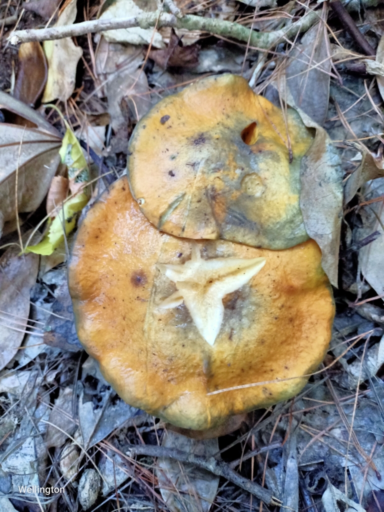 Suillus pungens · April 2025 · photo: © sunita (iNaturalist, cc0)