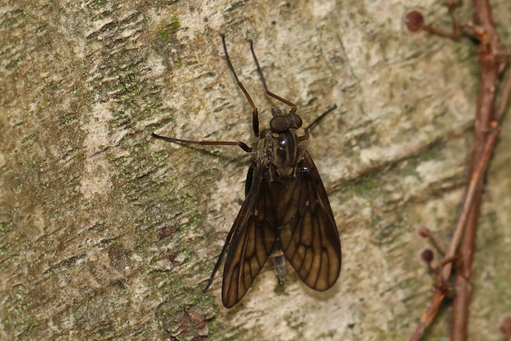 Rhagio morulus