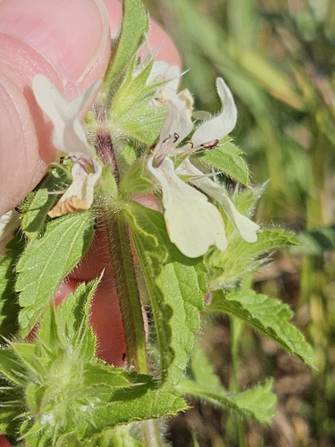Image of Stachys ocymastrum by (c) Alessia Guggisberg, some rights reserved (CC BY-SA)