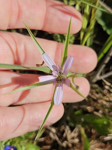 Image of Geropogon hybridus by (c) Alessia Guggisberg, some rights reserved (CC BY-SA)