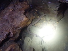 Synbranchus marmoratus