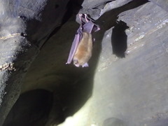 Natalus tumidirostris