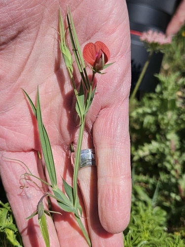 Image of Lathyrus cicera by (c) Alessia Guggisberg, some rights reserved (CC BY-SA)