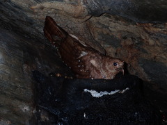 Steatornis caripensis