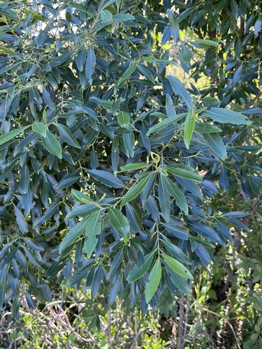 Catha edulis, photograph 6