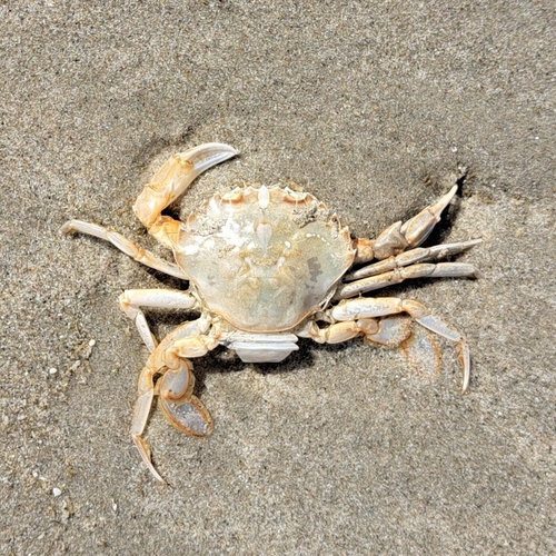 Flying Crab, Terschelling, Netherlands, photo 8 of 10