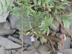 Astragalus bourgovii