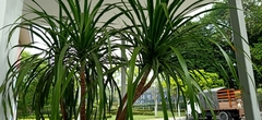 Dracaena cochinchinensis